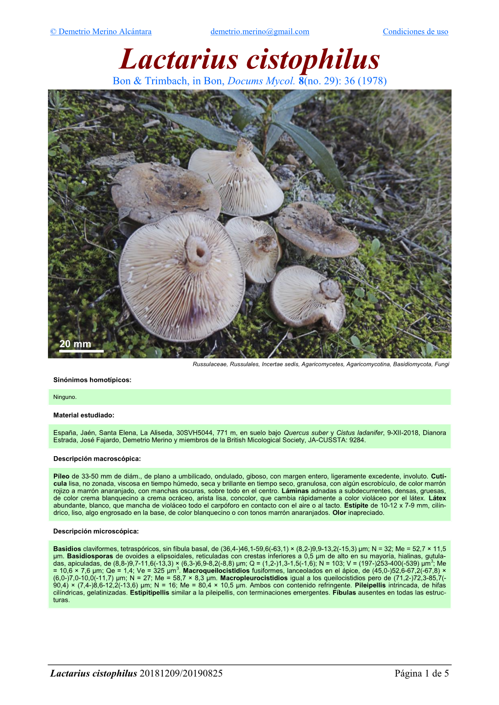 Lactarius Cistophilus