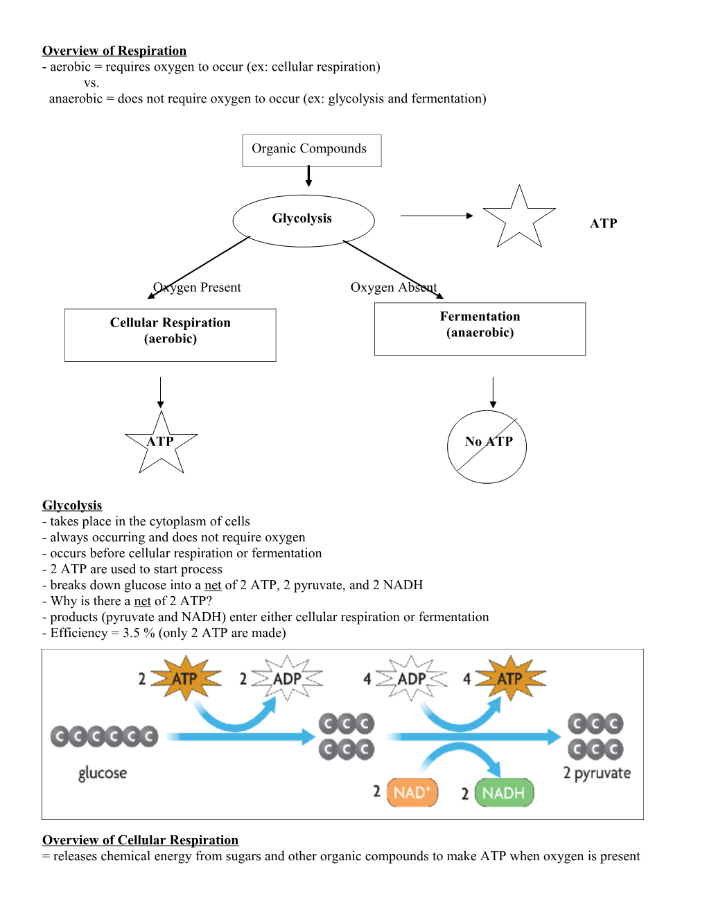 Overview Of Cellular Respiration