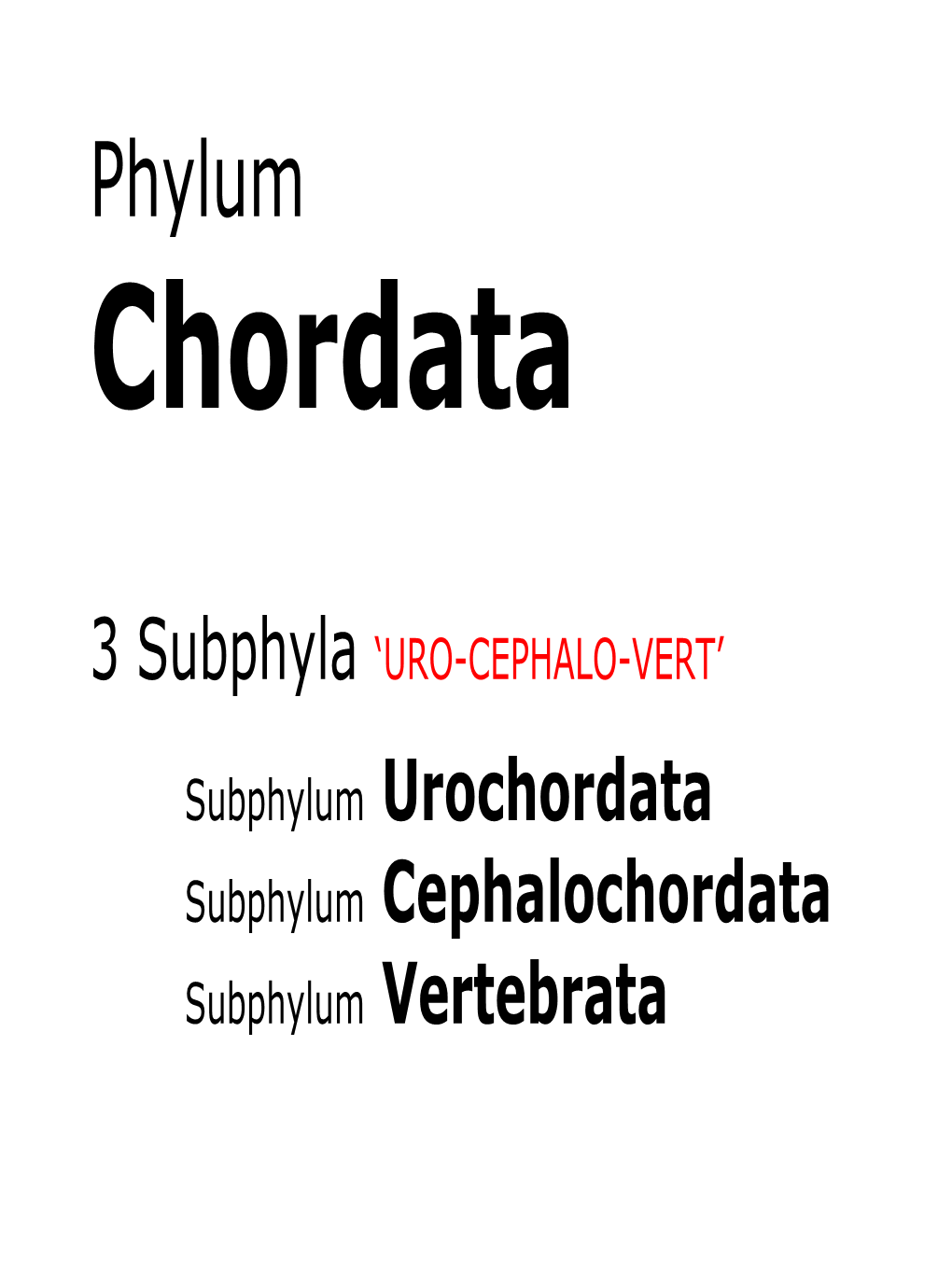 Phylum Chordata