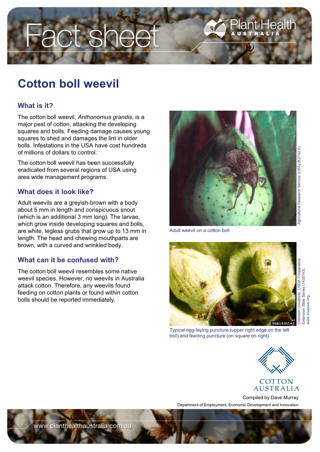 Cotton Boll Weevil