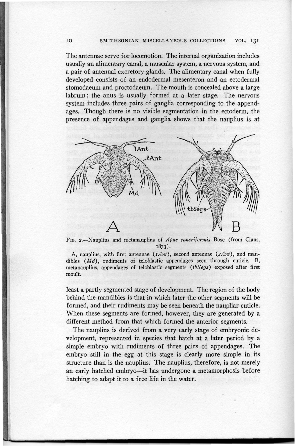 The Antennae Serve for Locomotion. the Internal Organization Includes