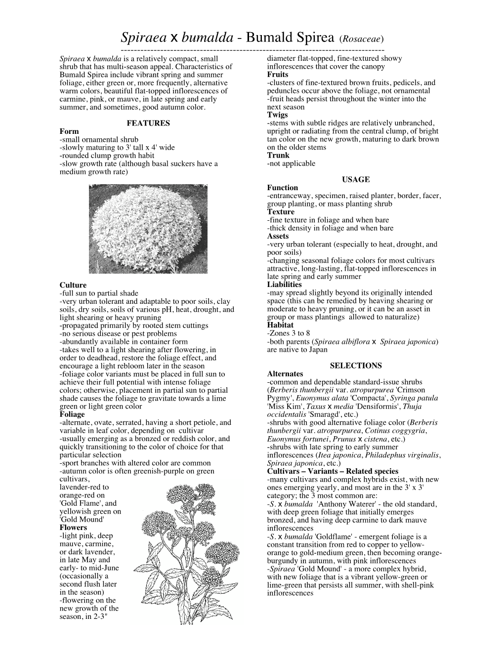 Spiraea X Bumalda