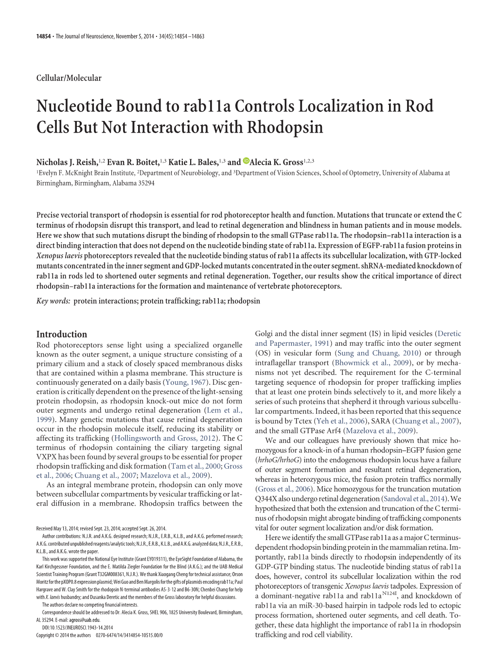 Nucleotide Bound to Rab11a Controls Localization in Rod Cells but Not Interaction with Rhodopsin