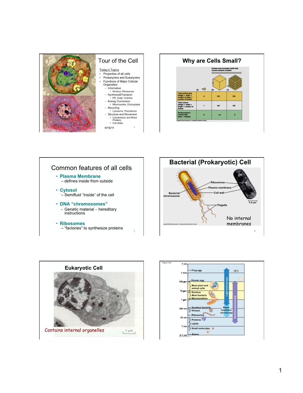 Common Features of All Cells Bacterial (Prokaryotic) Cell