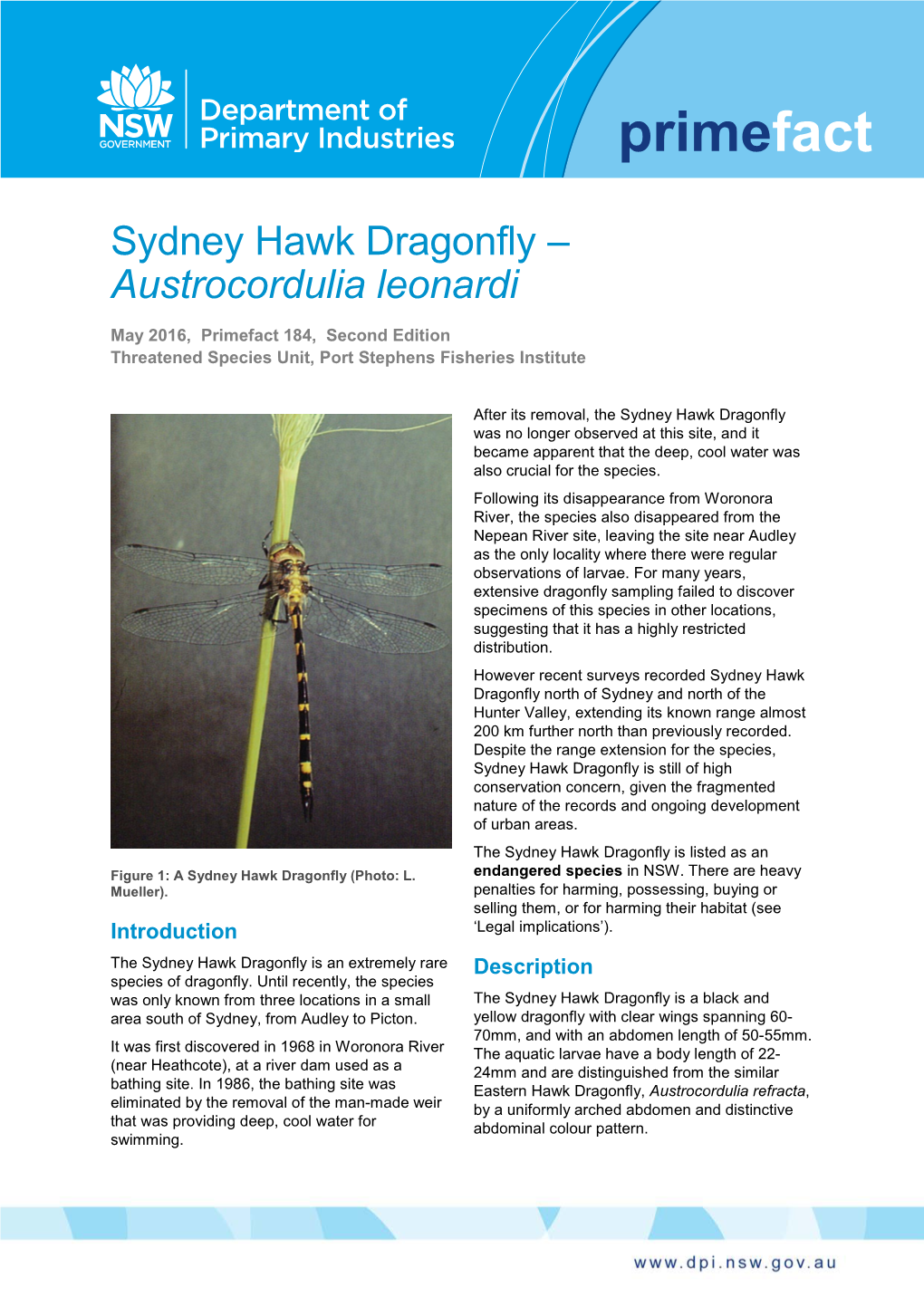 Sydney Hawk Dragonfly – Austrocordulia Leonardi