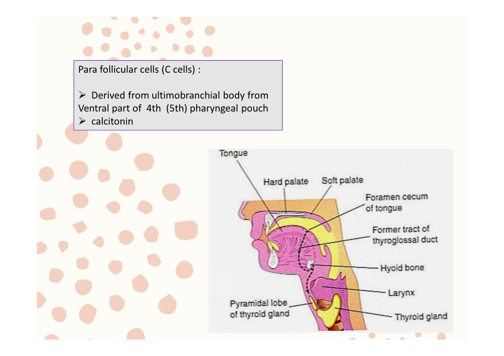 Para Follicular Cells (C Cells)