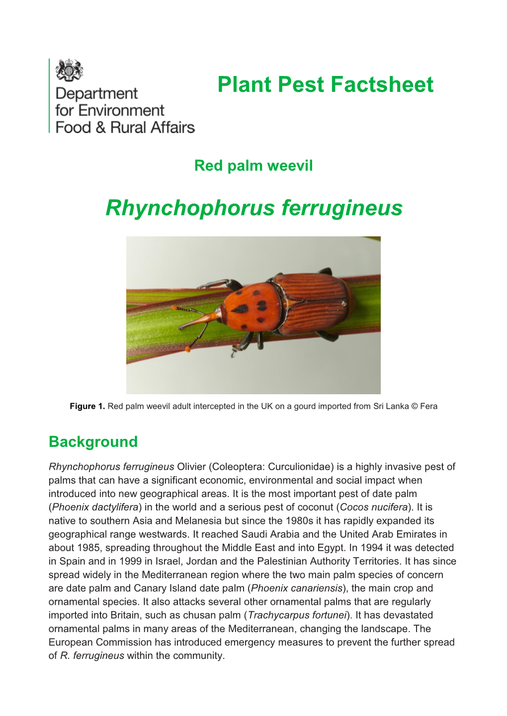Rhynchophorus Ferrugineus Plant Pest Factsheet