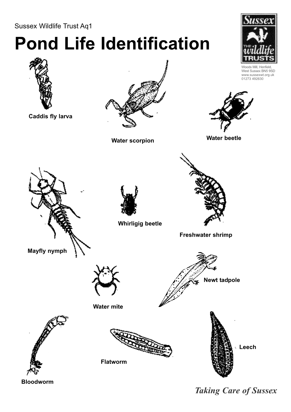 Pond Life Identification