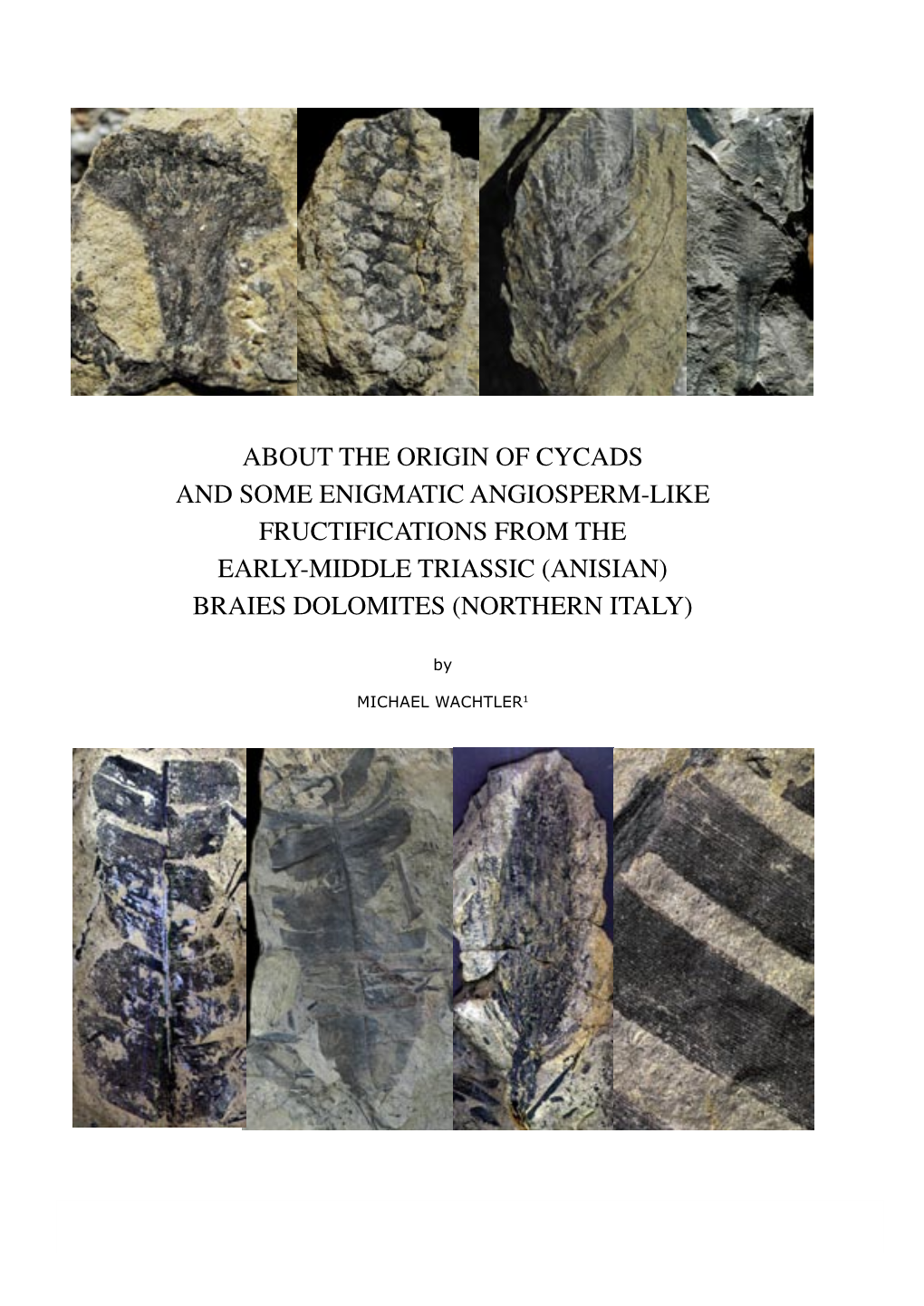 About the Origin of Cycads and Some Enigmatic Angiosperm-Like Fructifications from the Early-Middle Triassic (Anisian) Braies Dolomites (Northern Italy)