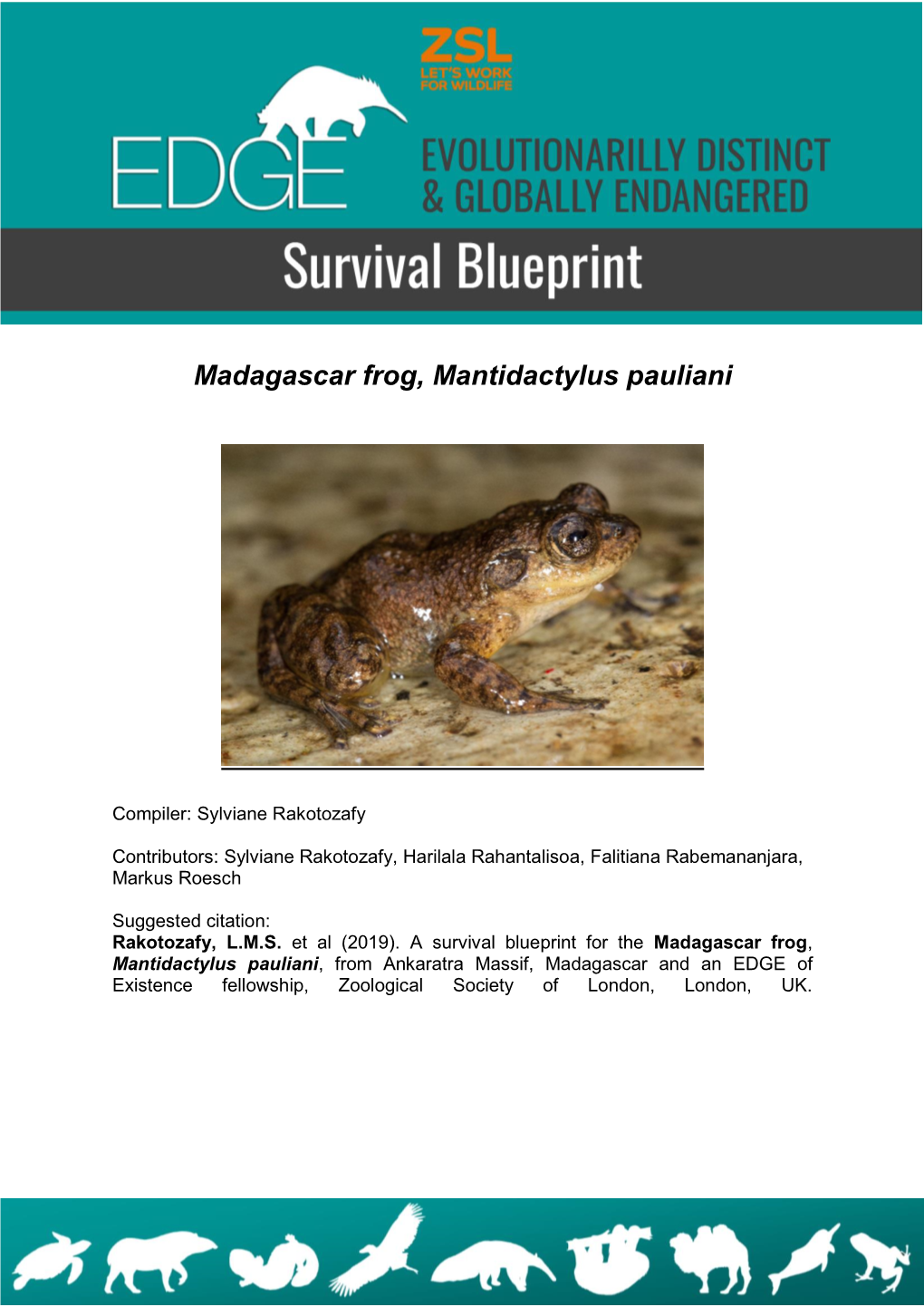 Madagascar Frog, Mantidactylus Pauliani