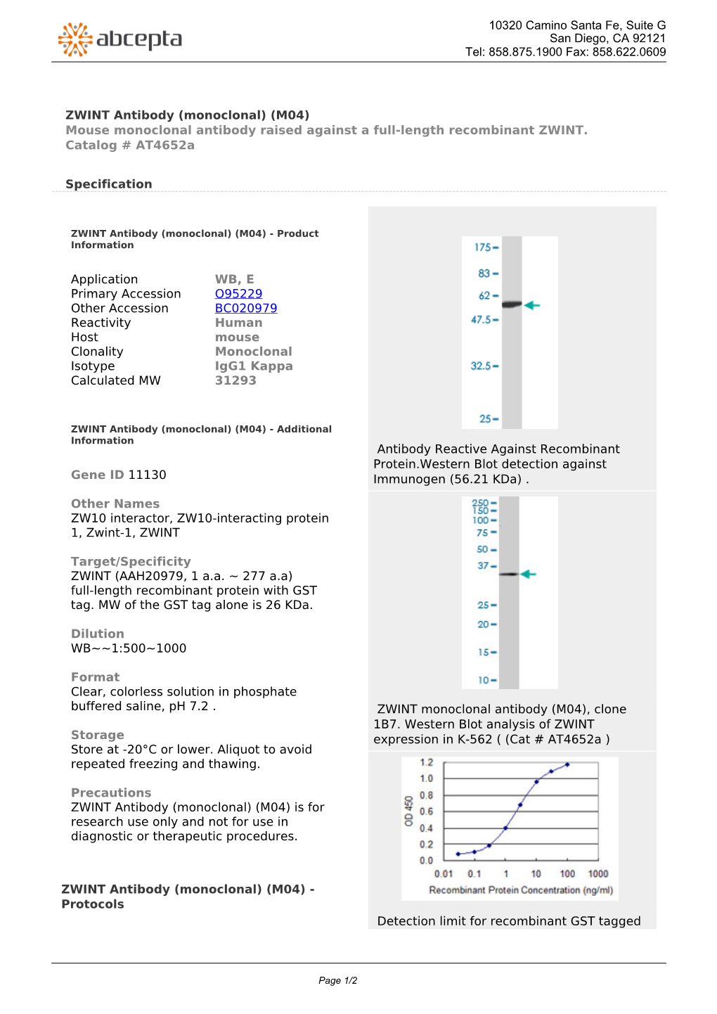 ZWINT Antibody (Monoclonal) (M04) Mouse Monoclonal Antibody Raised Against a Full-Length Recombinant ZWINT