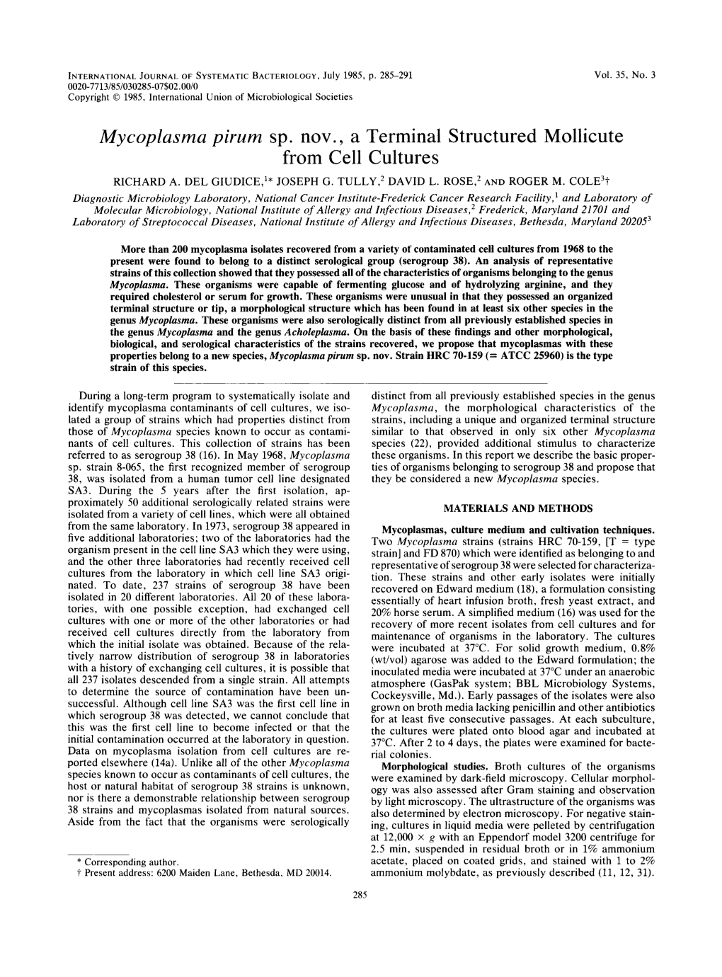 Mycoplasma Pirum Sp. Nov. a Terminal Structured Mollicute from Cell Cultures