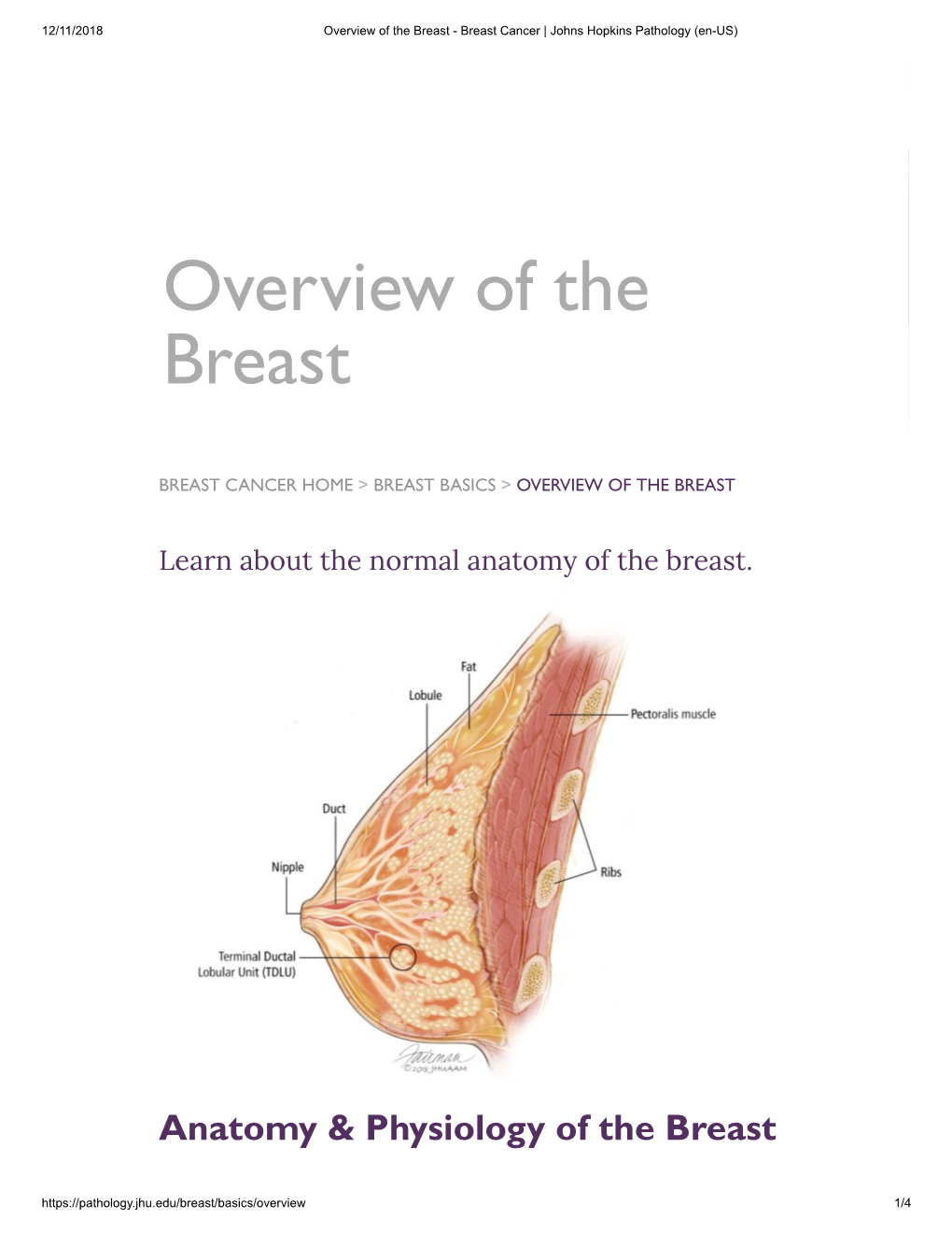 Overview of the Breast - Breast Cancer | Johns Hopkins Pathology (En-US)