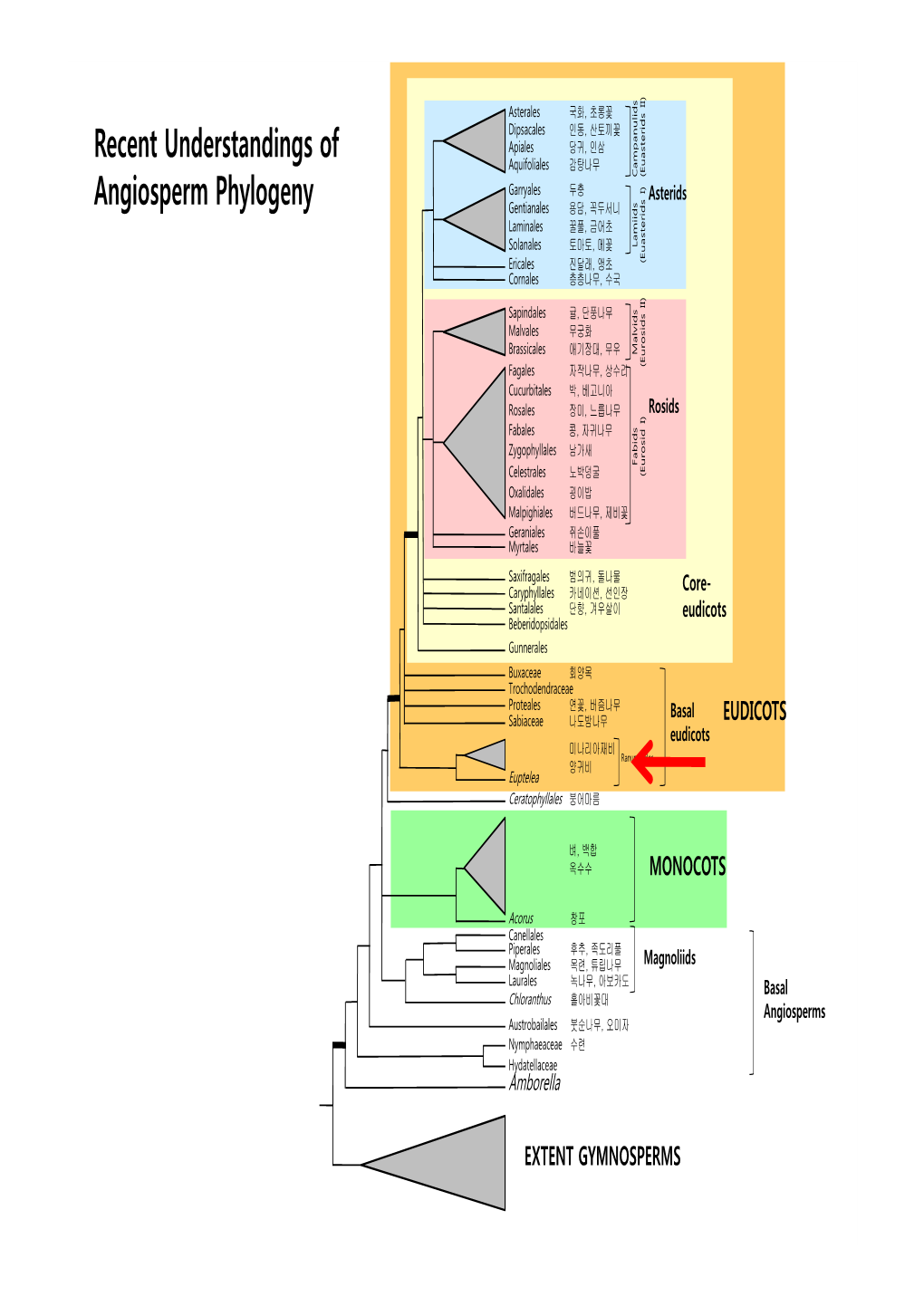 Basal Eudicots) (Euasterids I) Ericales 진달래, 앵초 Cornales 층층나무, 수국