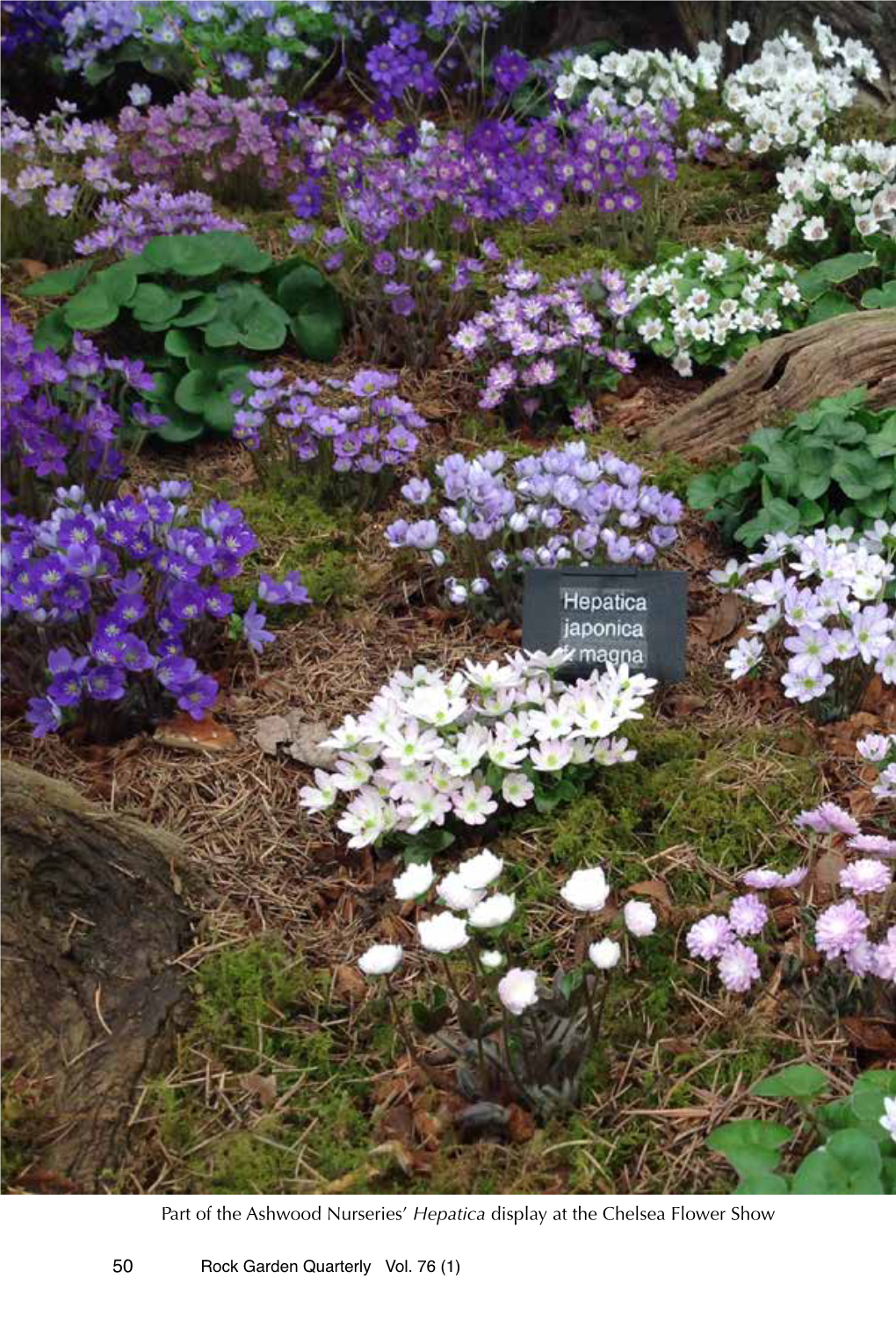 Hepatica Display at the Chelsea Flower Show