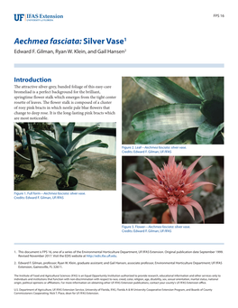 Aechmea Fasciata: Silver Vase1 Edward F