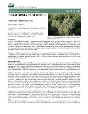 California Sagebrush (Artemisia Californica) Plant Guide
