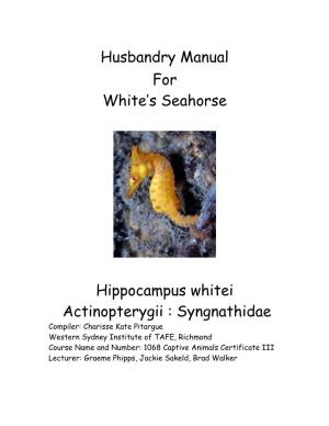 White's Sea Horse (Hippocampus Whitei)