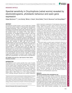 Velvet Worms) Revealed by Electroretinograms, Phototactic Behaviour and Opsin Gene Expression Holger Beckmann1,2,*, Lars Hering1, Miriam J