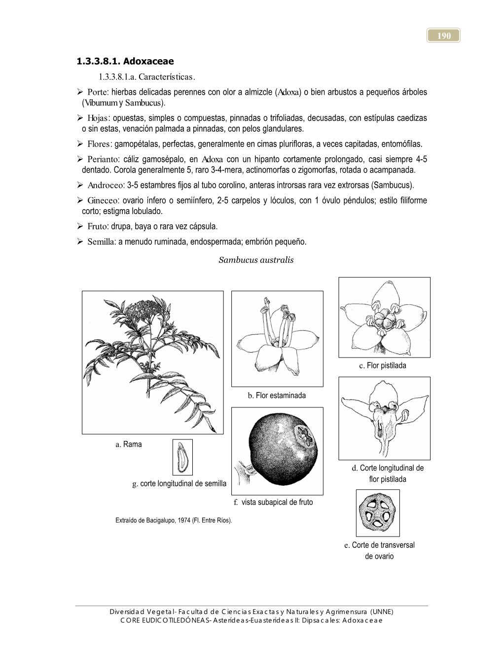 Adoxaceae 1.3.3.8.1.A