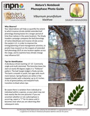 Nature's Notebook Phenophase Photo Guide Viburnum Prunifolium
