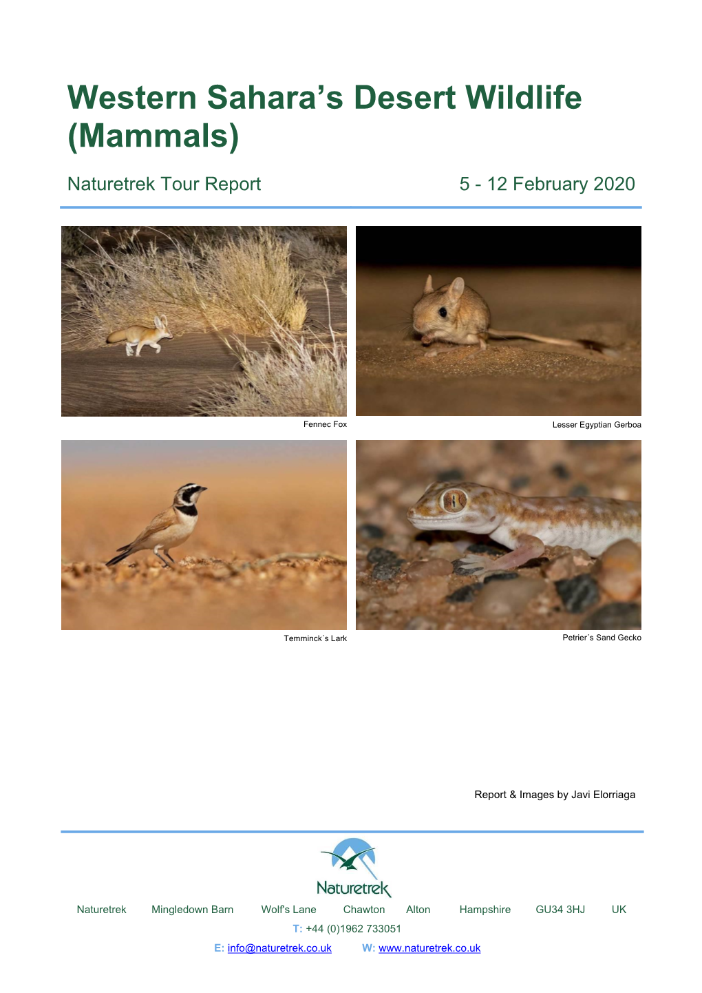 Western Sahara's Desert Wildlife