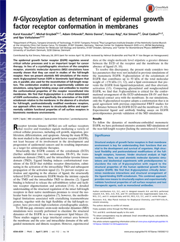 N-Glycosylation As Determinant of Epidermal Growth Factor Receptor Conformation in Membranes