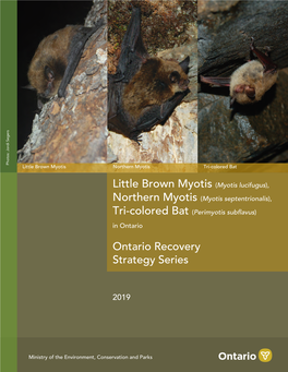 Tri-Colored Bat (Perimyotis Subflavus) in Ontario