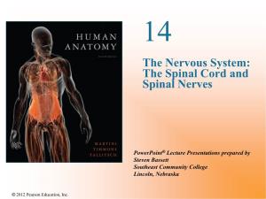 The Spinal Cord and Spinal Nerves