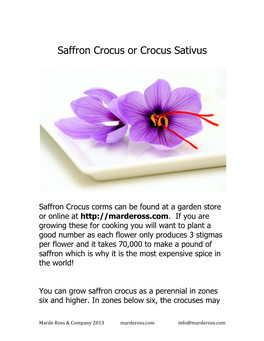 Saffron Crocus Or Crocus Sativus