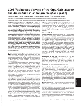 CD95 Fas Induces Cleavage of the Grpl Gads Adaptor And