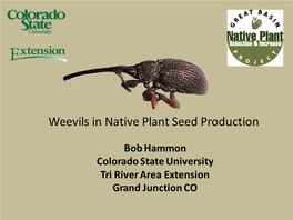 Weevils in Native Plant Seed Production