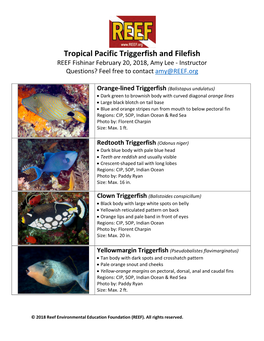 Tropical Pacific Triggerfish and Filefish REEF Fishinar February 20, 2018, Amy Lee - Instructor Questions? Feel Free to Contact Amy@REEF.Org