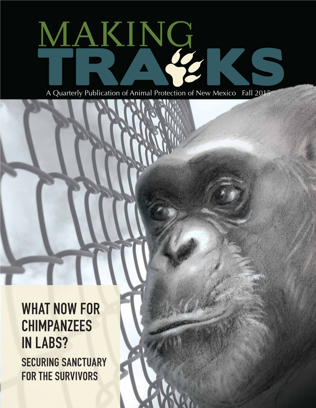 What Now for Chimpanzees in Labs?