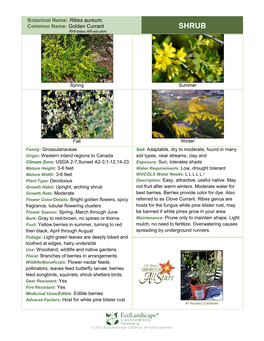 Botanical Name: Ribes Aureum, Common Name: Golden Currant SHRUB RHI-Bees AR-Ee-Uhm