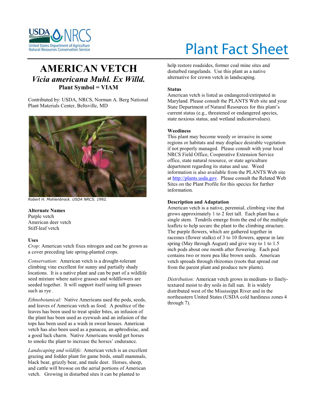 American Vetch Plant Fact Sheet