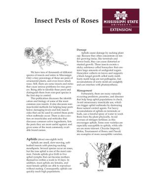 P2472 Insect Pests of Roses