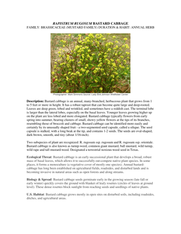 Rapistrum Rugosum Bastard Cabbage Family: Brassicaceae (Mustard Family) Duration & Habit: Annual Herb