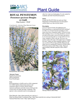 ROYAL PENSTEMON Roadsides and Other Beautification Projects