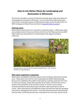 How to Use Native Plants for Landscaping and Restoration in Minnesota