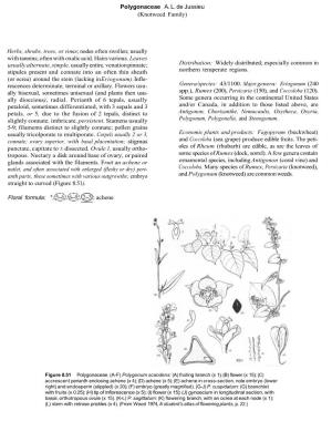 Polygonaceae A. L. De Jussieu (Knotweed Family) Herbs, Shrubs