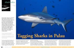 Tagging Sharks in Palau