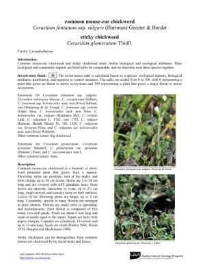 Common Mouse-Ear Chickweed Cerastium Fontanum Ssp. Vulgare (Hartman) Greuter & Burdet Sticky Chickweed Cerastium Glomeratum Thuill