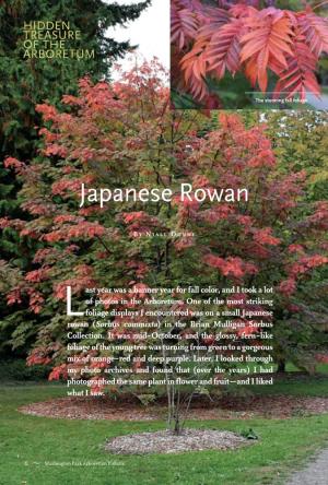 Japanese Rowan