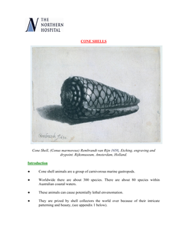 Cone Shell, (Conus Marmoreus) Rembrandt Van Rijn 1650, Etching, Engraving and Drypoint