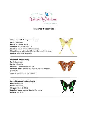 Featured Butterflies
