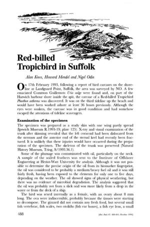 Red-Billed Tropiebird in Suffolk
