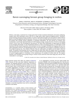 Raven Scavenging Favours Group Foraging in Wolves