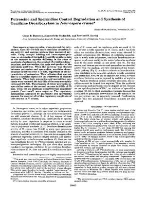 Putrescine and Spermidine Control Degradation and Synthesis Of