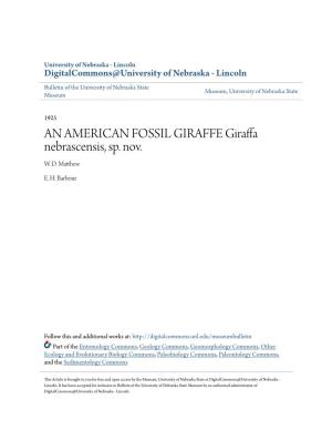 AN AMERICAN FOSSIL GIRAFFE Giraffa Nebrascensis, Sp. Nov